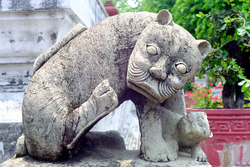 A cat