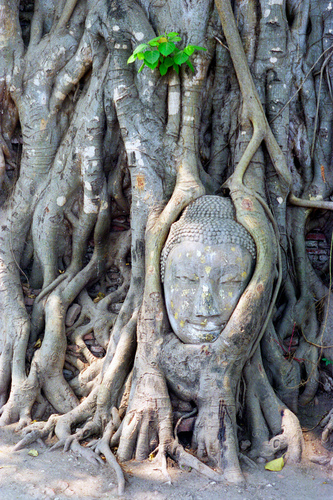 Stone head in Ayutthaya outside Bangkok