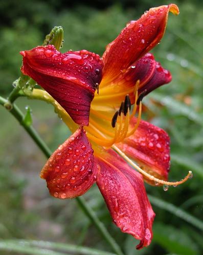 Wet Lily