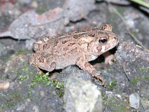 American Toad