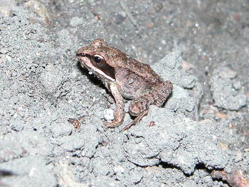 Wood Frog