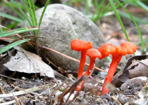 Orange!