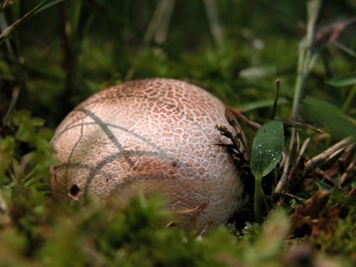 Puffball!