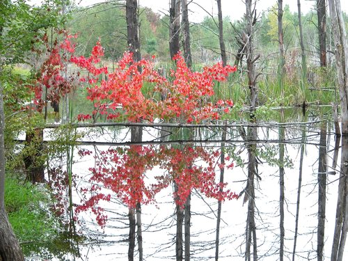 Autumn Leaves