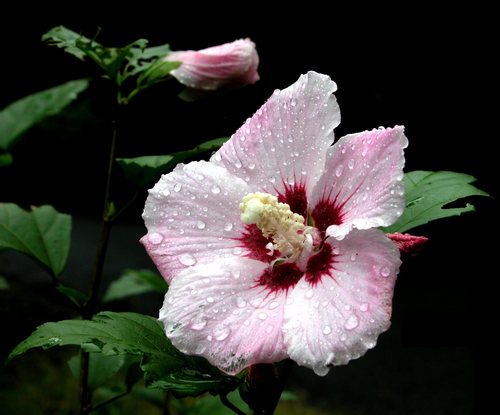 Rose-of-Sharon