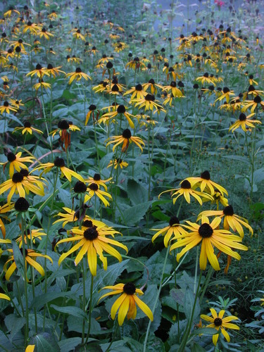 Rudbeckia