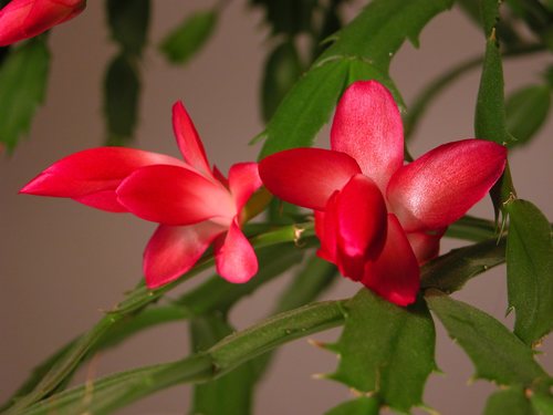 Christmas Cactus Blossoms