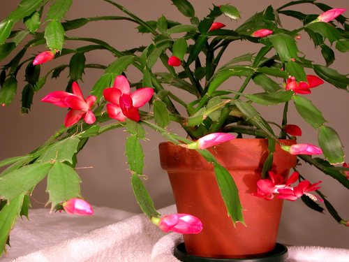 Christmas Cactus