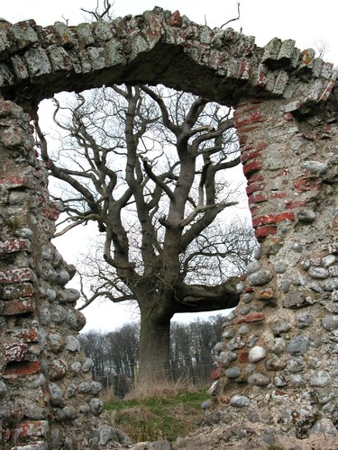 Crumbling Wall and Oak