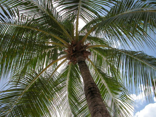Sun and Palm