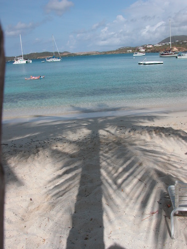Palm Shadow