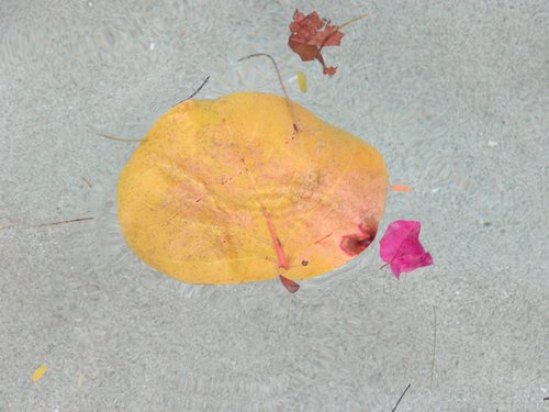 Still Life with Leaves and Flowers