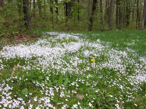 Field of Flowers