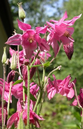 Columbine