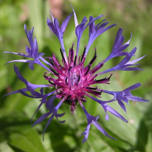 Centaurea