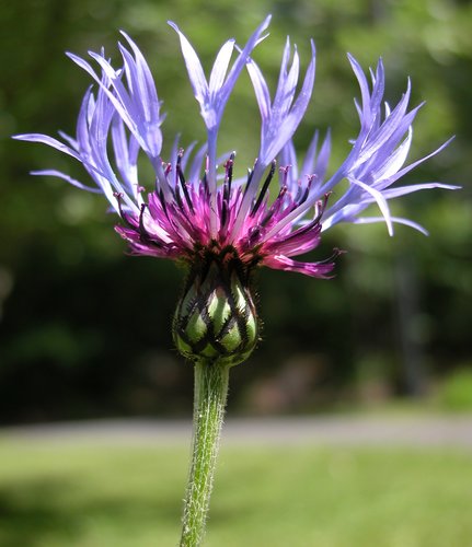 Standing Centaurea