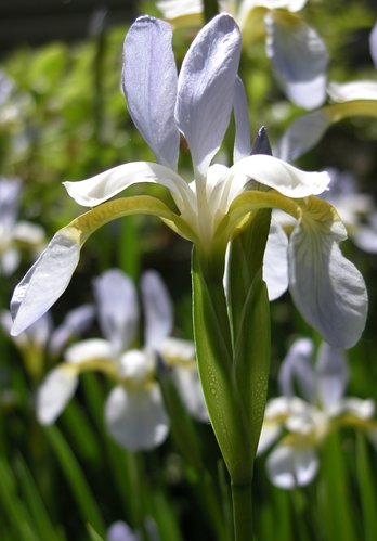 Iris