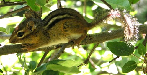 Chipmunk Treed