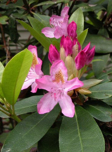 Rhododendron Opening