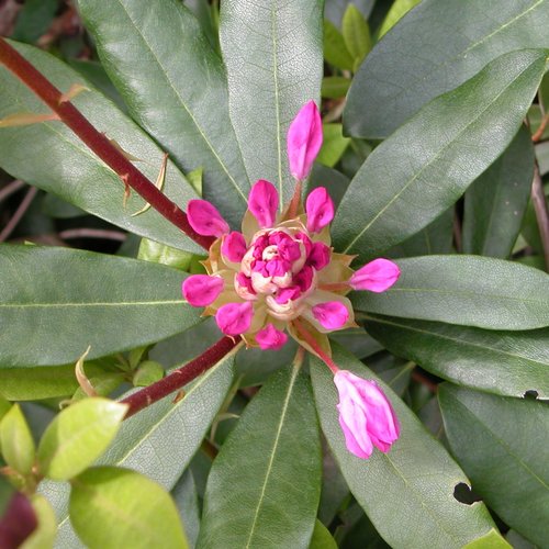 Rhododendron Budding