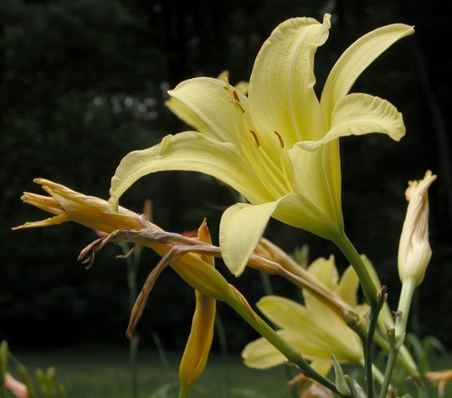 Pale Daylily Yellow