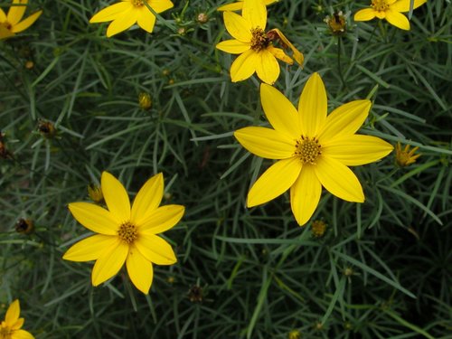 Coreopsis Yellow