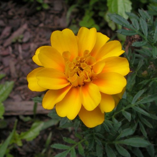 Marigold Yellow