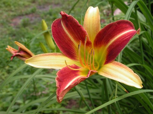 Daylily Red and Yellow