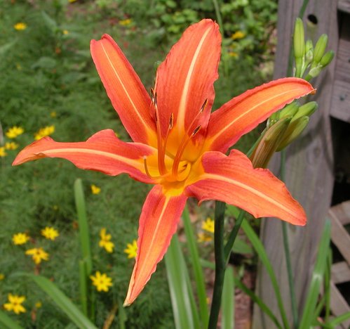 Daylily Orange Yellow