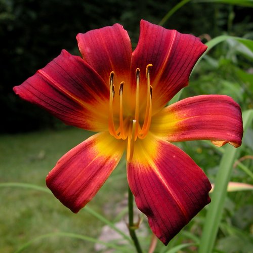 Daylily Bullseye