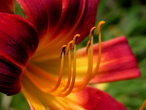 Daylily Up Close