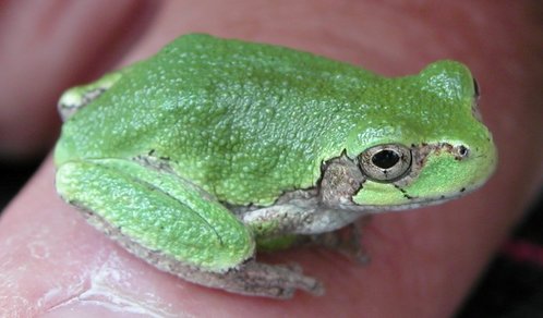 Gray Treefrog