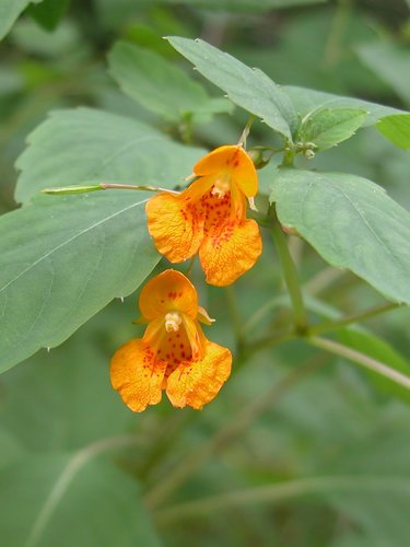 Jewelweed Blossoms