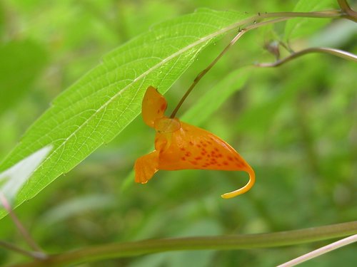 Jewelweed Blossom
