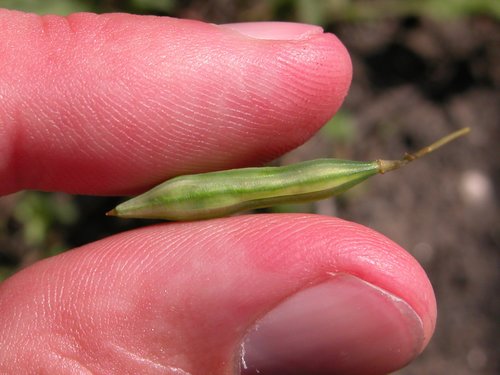Jewelweed Seed Pod