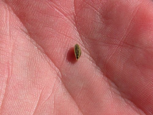 Jewelweed Seed