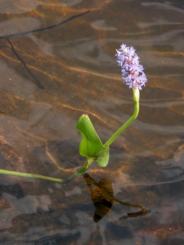 Water Flower