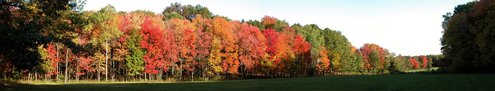 Fire in the Trees