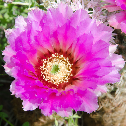 Cactus blossom