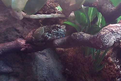 Amazon milk frog