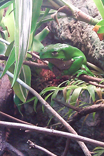Smooth sided toad
