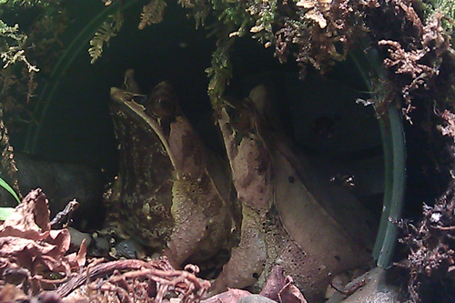 Long-nosed horned frogs