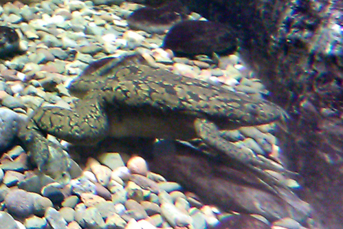 African clawed frog
