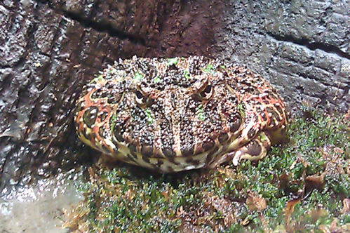 Ornate horned frog