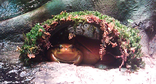 Tomato frogs