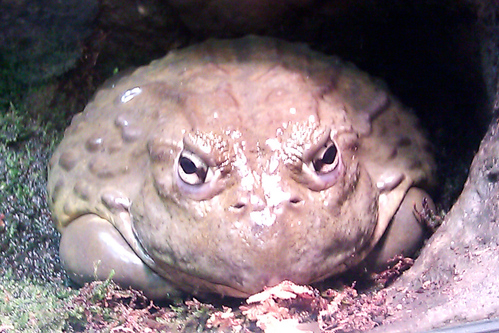 African bullfrog