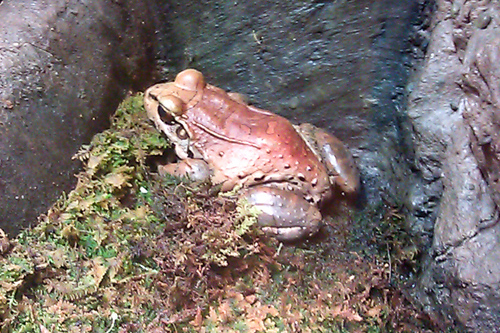 Smokey jungle frog