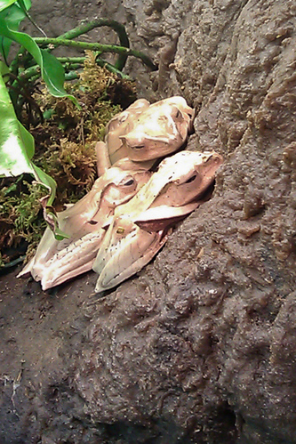 Borneo eared frogs