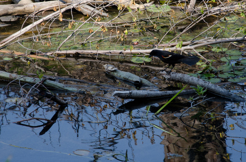 Red-wing blackbird fishing for grubs