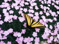 Butterfly in the Pinks